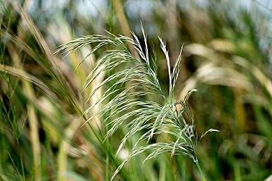 手柄操作大厨烹饪《主厨人生：餐厅模拟器》新预告
