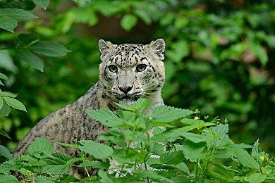 《钢之崛起》DLC“卡利奥斯特罗的秘密”现已推出